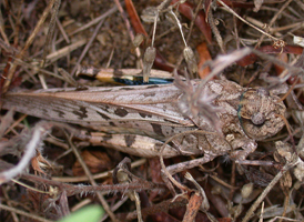 Orange-winged Grasshopper
